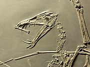 Svenska: Archosauria: Flygödlan Dorygnathus banthensis från jura. English: The Jurassic Pterosaur Dorygnathus banthensis.