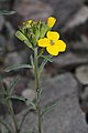 Erysimum capitatum