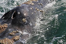 Espiráculos de ballena gris - panoramio.jpg