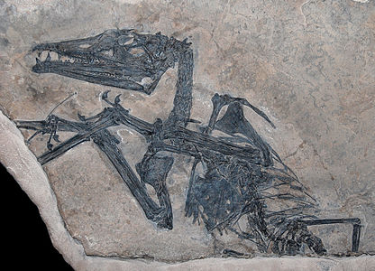 Fòssil MCSNB 2888, l'holotip de l'espècimen Eudimorphodon ranzii