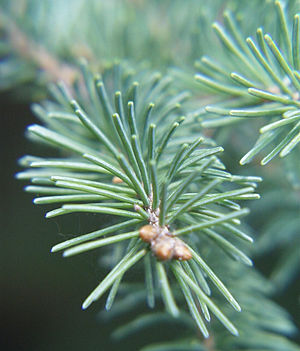 Βελόνες της Πικέα η γλαύκη (Picea glauca)