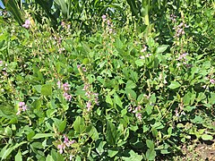 Flowering Desmodium spp.jpg