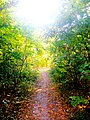 Forest in Zichyújfalu