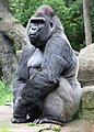 Western Lowland Gorilla