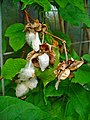 Gossypium herbaceumの種子（綿毛）