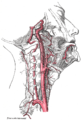 La carótida interna y las arterias vertebrales, lado derecho.