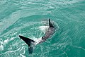 Caudal fin Great white shark