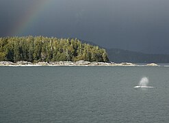 Grey Whale in Clayoquot Sound Unesco Biosphere Preserve.jpg