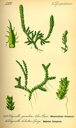 Suomessakin kasvava mähkä (Selaginella selaginoides).