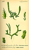 oben: Dorniger Moosfarn (Selaginella selaginoides) unten: Schweizer Moosfarn (Selaginella helvetica)