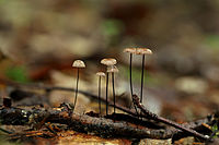 Marasmius androsaceus, Estiska