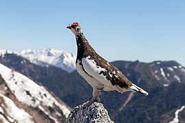 (3) Un lagopède alpin (Lagopus muta japonica) avec son plumage d'été, sur le Mont Tsubakuro au Japon.