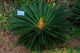 Lima, Peru…Museo Larco (8443270949).jpg