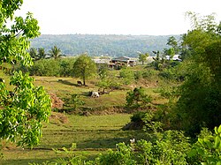 Fields in Mabini