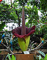 Amorphophallus titanum at Moody Gardens, Galveston, Texas, US, 14 June 2012