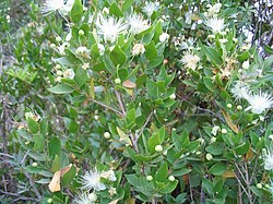 Myrtus communis (murta).