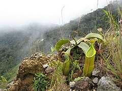 N. sanguinea w górach