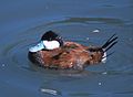 Pato-de-rabo-alçado-americano (Oxyura jamaicensis)