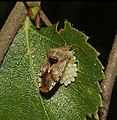 Femelle d'Elasmucha grisea veillant sur ses œufs en attendant l'éclosion