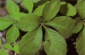 Parthenocissus vitacea.jpg