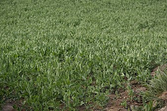 Field of peas in Mud village, Jun '18