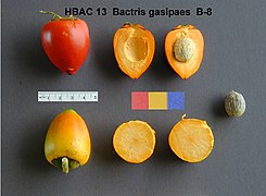 Pupunha (Bactris gasipaes) 7.jpg