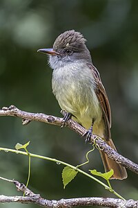 Rufous-tailed flycatcher, by Charlesjsharp