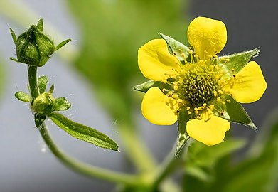 Bouton et fleur.