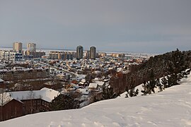 15-16 летние сибирские кедры посаженные сотрудниками парка Самаровского Чугаса на холме 216-230 м над уровнем море Ханты-Мансийска.jpg