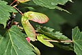 Acer glabrum