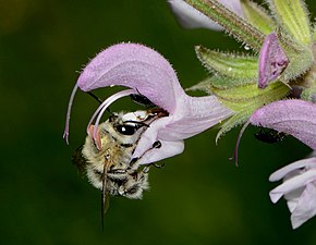 Salvia hierosolymitana Symbios: Biet Anthophora dufourii Lepeletier hämtar nektar från blomman. Samtidigt böjer sig de från början raka ståndarna ner mot biets rygg för att stryka av pollen.