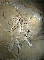 Miniatura para Archaeopteryx
