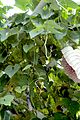 Leaves of Aristolochia grandiflora (Aristolochiaceae) at Jena Botanical Garden, Germany