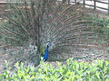Blue Peafowl displaying