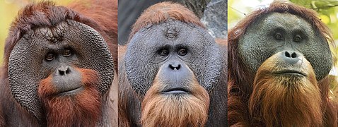 Bornean, Sumatran & Tapanuli orangs (horizontal).jpg