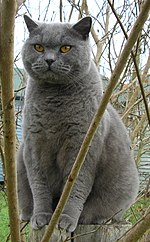 Thumbnail for British Shorthair