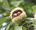 Frutos com a castanha