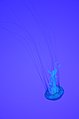 Chrysaora fuscescens à l'aquarium de Toronto