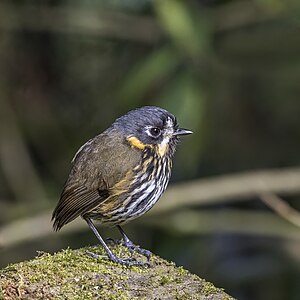 Crescent-faced antpitta, by Charlesjsharp