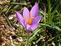 Autumn crocus