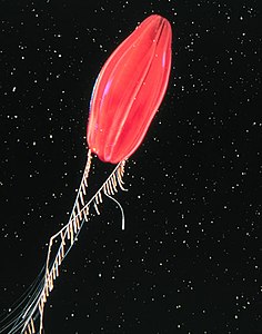 1: Tortuga Red, salah satu Ctenophora