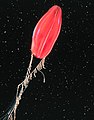 Ctenophora