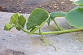 Caule decumbente e gavinhas de uma aboboreira (Cucurbita).