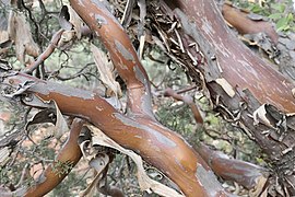 Cupressus glabra, Sedona, Coconino County, Arizona 3.jpg