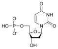 Estructura quimica de la desoxiuridina monofosfat