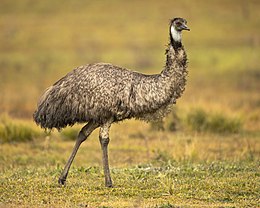 Emu (Dromaius novaehollandiae)