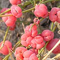 2011年1月26日 (水) 16:04時点における版のサムネイル