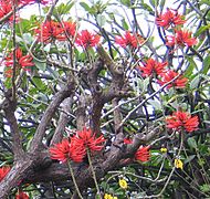 Erythrina speciosa