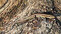 42 Eutropis macularia (bronze grass skink) on a tree trunk uploaded by Basile Morin, nominated by Basile Morin