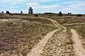 Sanddünengebiet bei Fülöpháza